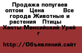 Продажа попугаев оптом › Цена ­ 500 - Все города Животные и растения » Птицы   . Ханты-Мансийский,Урай г.